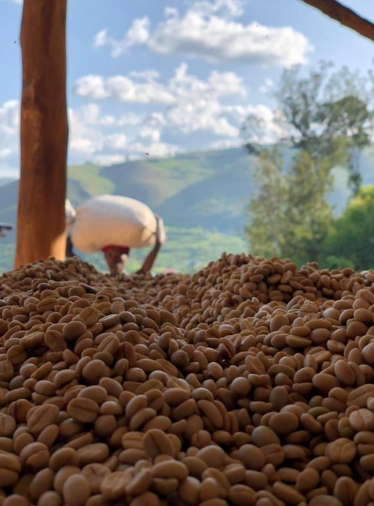 koffiebonen in Akagera, Rwanda