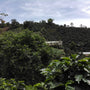 Afstandsfoto van een koffieplantage in Colombia genaamd La Esperanza