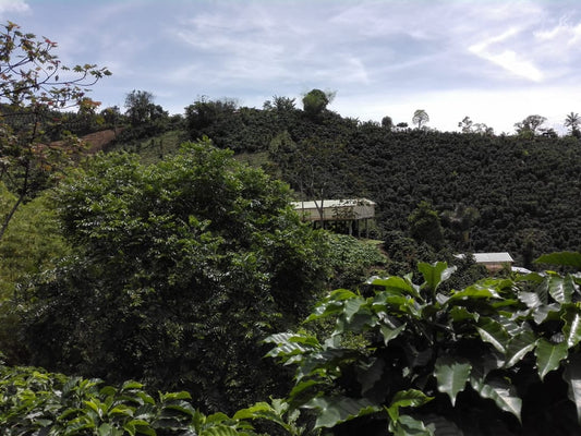 Afstandsfoto van een koffieplantage in Colombia genaamd La Esperanza