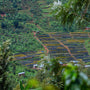 A landscape photo with a coffee farm from Rwanda, with African coffee beds and lots of trees