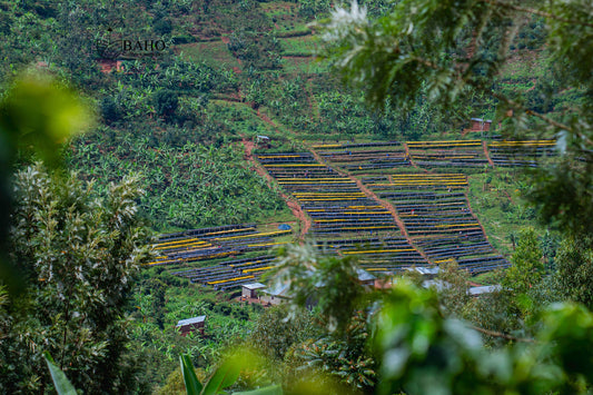A landscape photo with a coffee farm from Rwanda, with African coffee beds and lots of trees