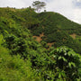Panoramisch beeld van een koffieplantage in Colombia