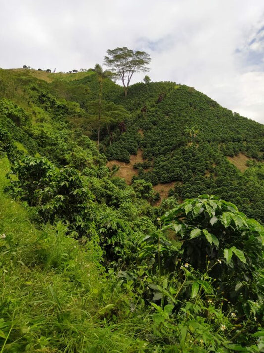 Panoramisch beeld van een koffieplantage in Colombia