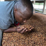 A Rwandese man smelling processed coffee beans