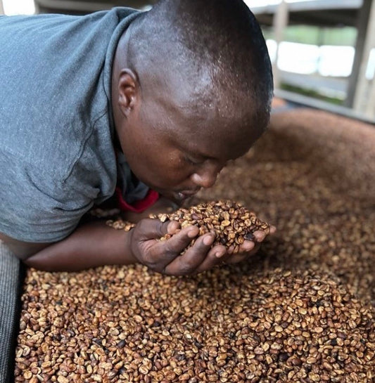 A Rwandese man smelling processed coffee beans