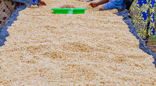 Coffee beans that are dried in the sun and turned by hand